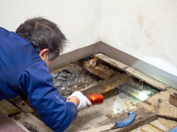 Best Mold Damage Repair  in Hauser, ID