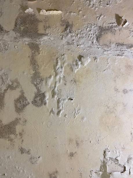 Professional Mold Removal in Hauser, ID